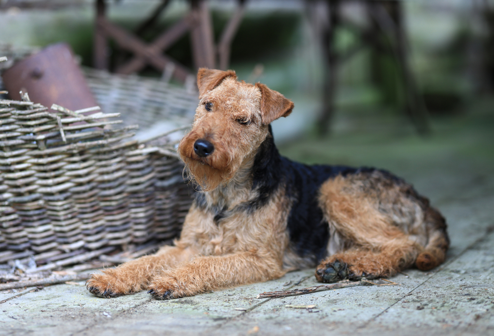 female Welsh Terrier dog lying down in a vintage barn