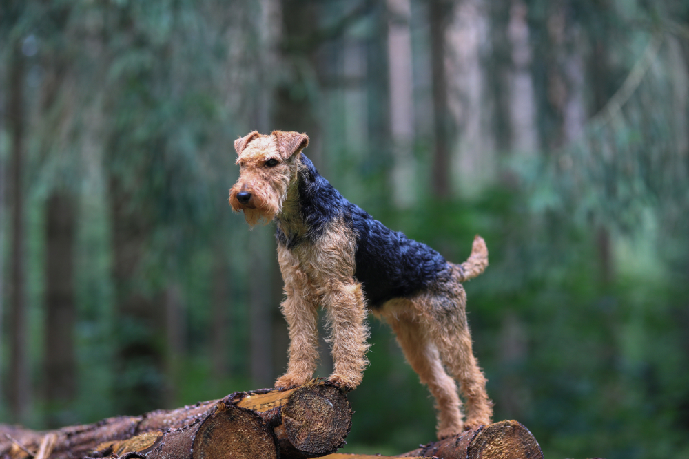 female Welsh Terrier posing on a log pile in the woods