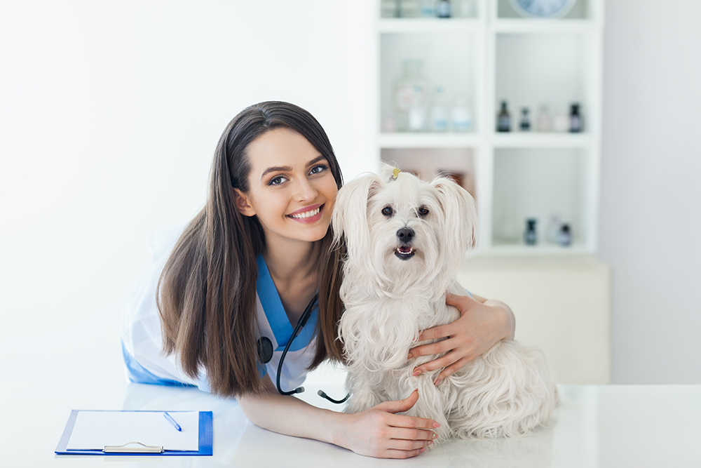 female veterinarian and a white dog in the clinic