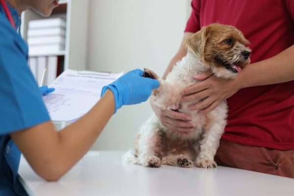 female veterinarian checking dog's paw