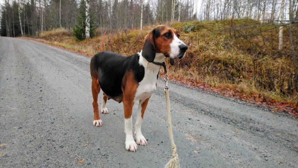 finnish hound dog standing outdoors