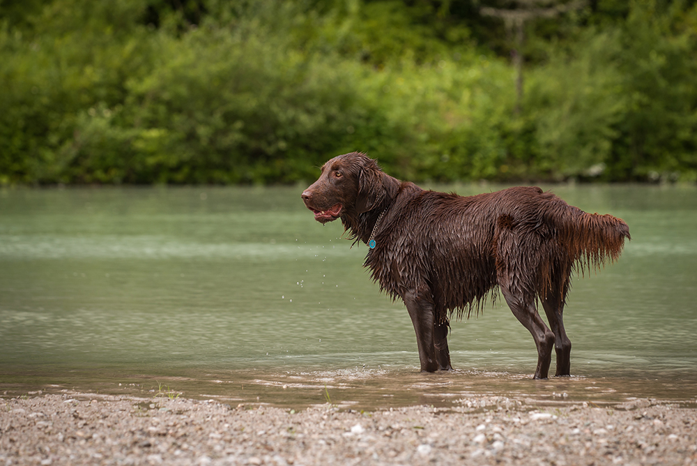 Flat Coated Retriever on the water