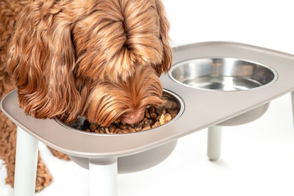 fluffy dog eating dry kibble from elevated bowl
