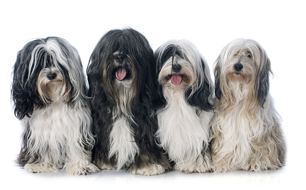 four Tibetan terrier in front of white background