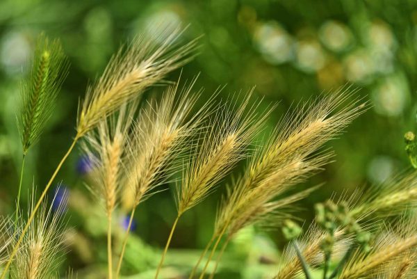 foxtail grass