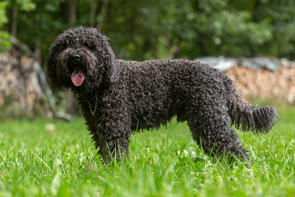 french barbet dog on the lawn