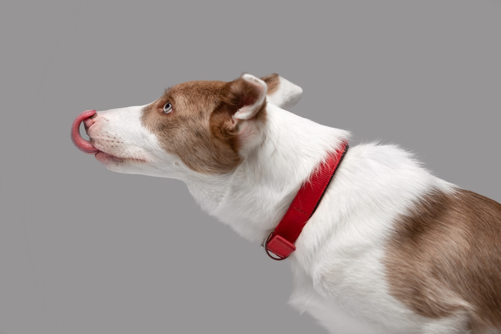 funny dog licking its nose wearing a red collar