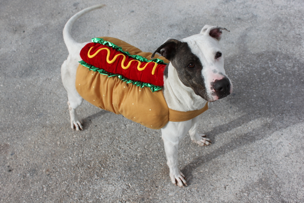 funny dog wearing halloween costume