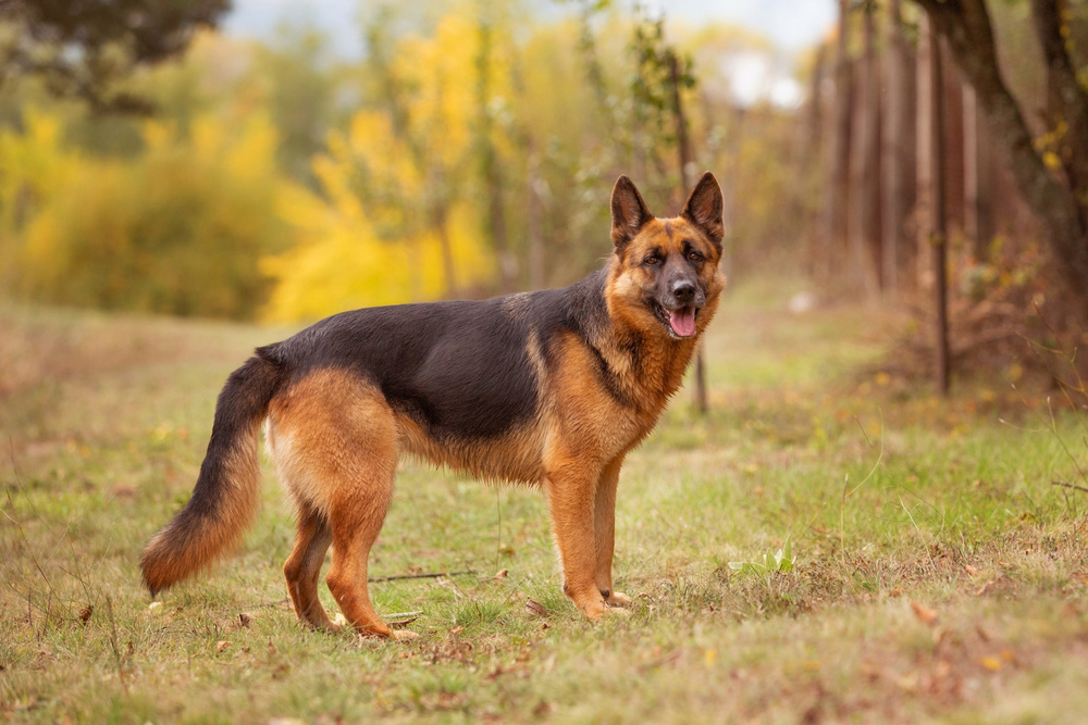 german shepherd dog standing at the park