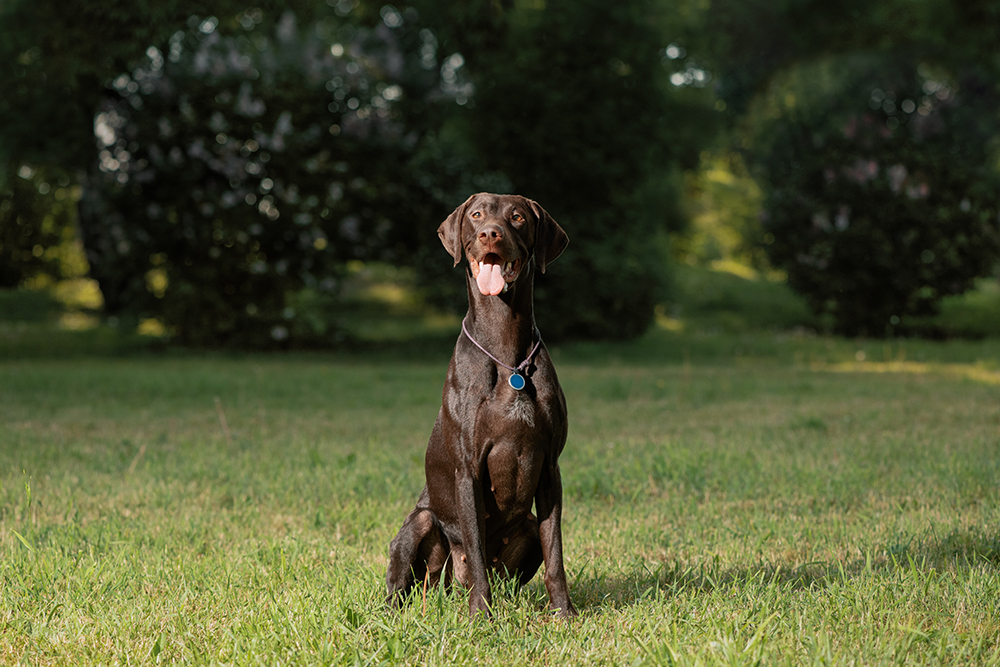 German Shorthaired Pointer at the park
