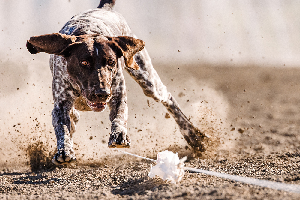 German Shorthaired Pointer dog running lure course