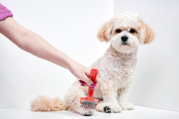 girl combing a maltipoo