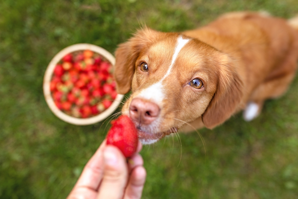 Golden dog sniffing a strawberry outside