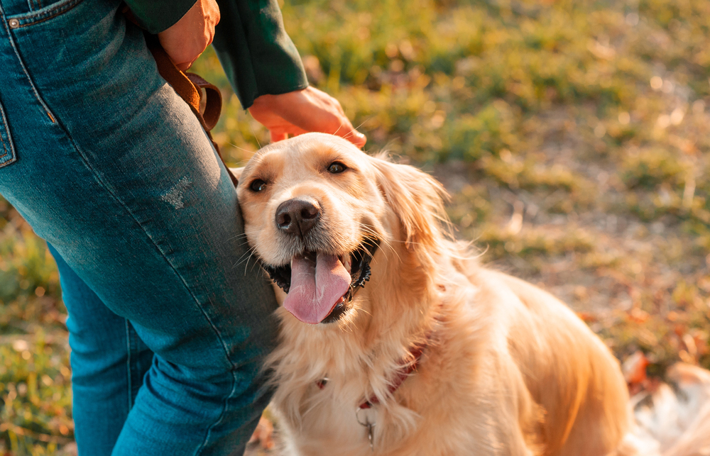 golden retriever dog leaning to owner's leg