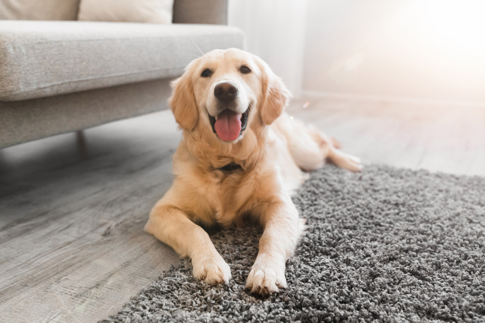 golden retriever dog lying on the floor