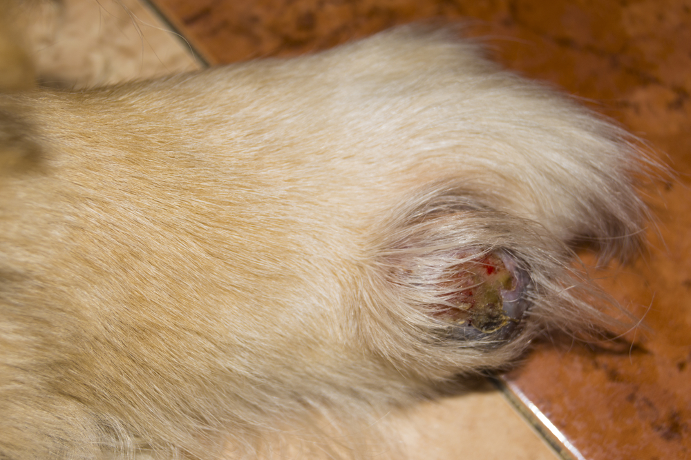 golden retriever dog open cyst