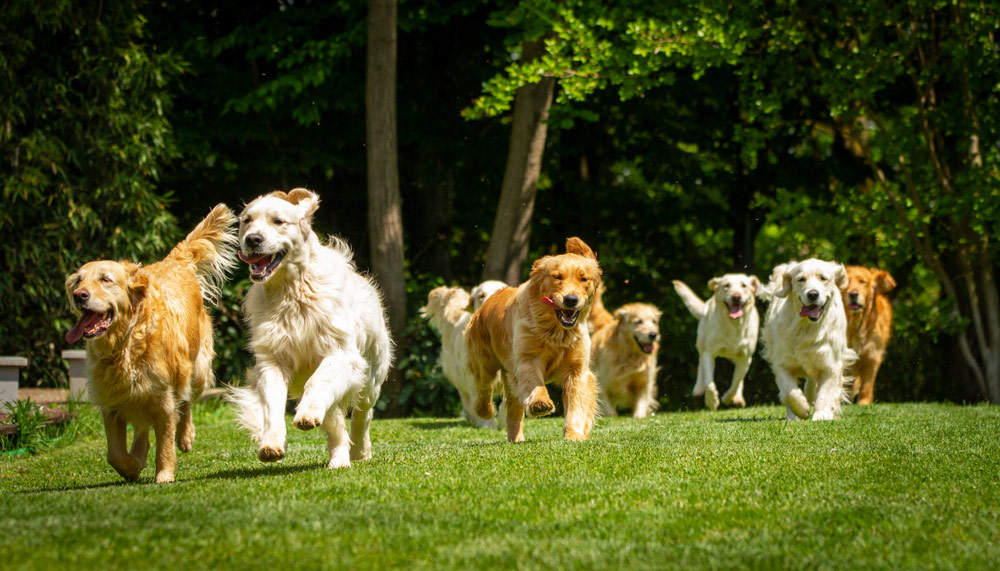 golden retriever dogs running at the park