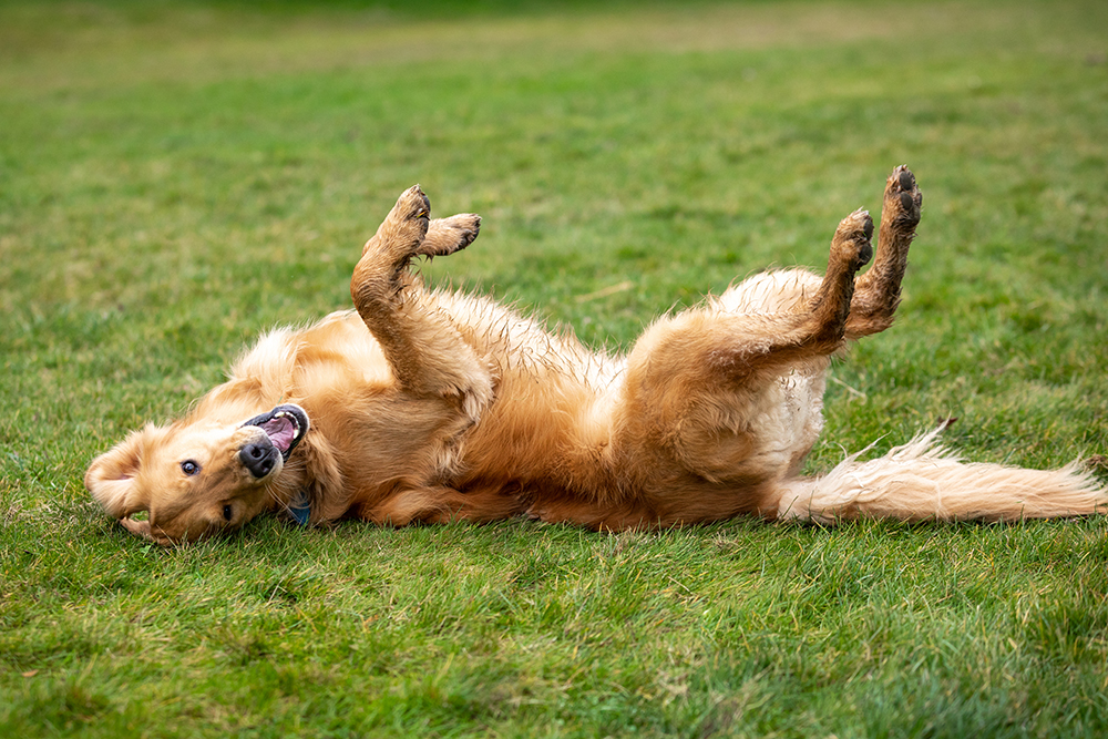 golden retriever having zoomies