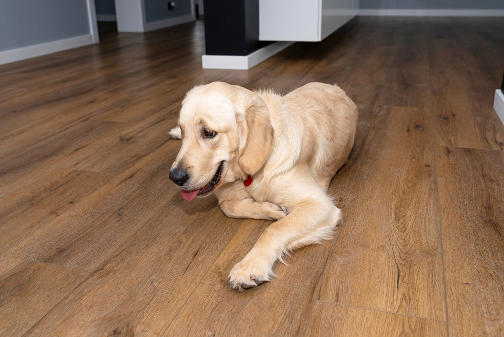 golden-retriever-lying-on-vinyl-floor