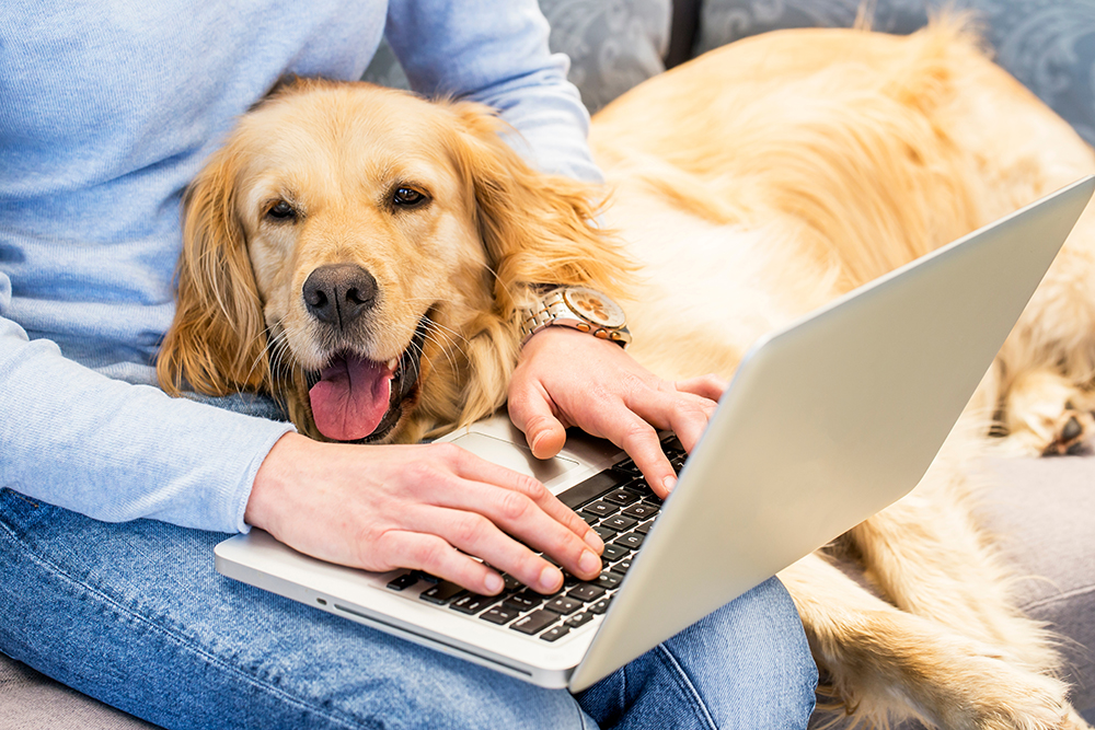 golden retriever on woman's lap while working