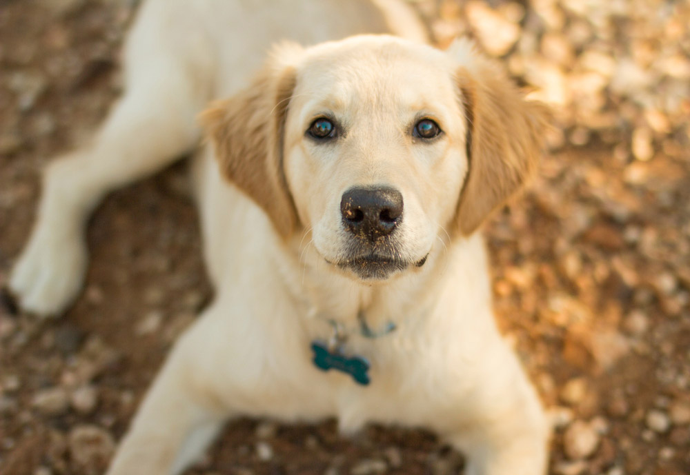 golden retriever puppy lying on dirt