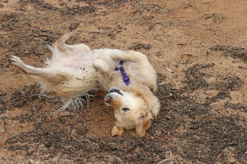 golden retriever rolling on sand and debris