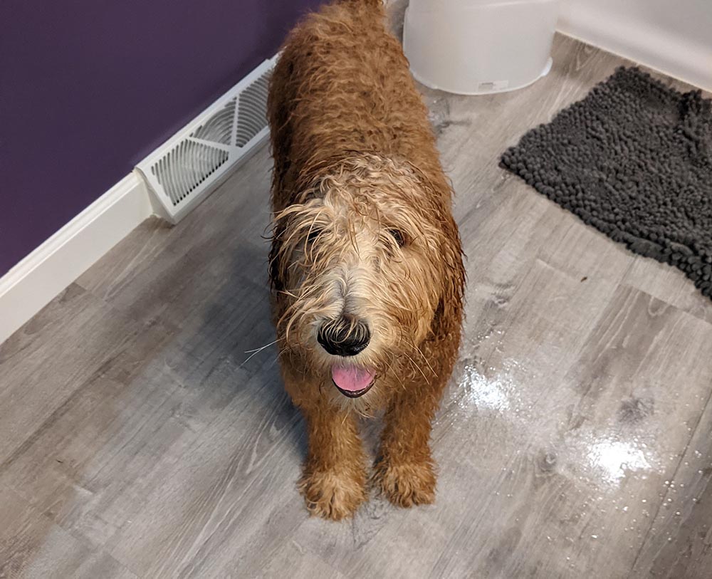 goldendoodle puppy wet after a bath