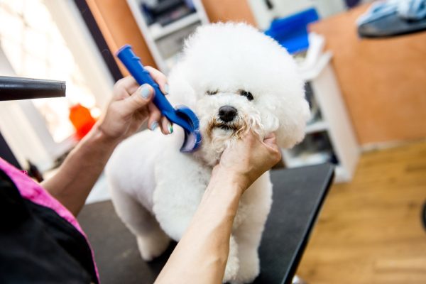 Tipping A Dog Groomer In A High-Volume Salon