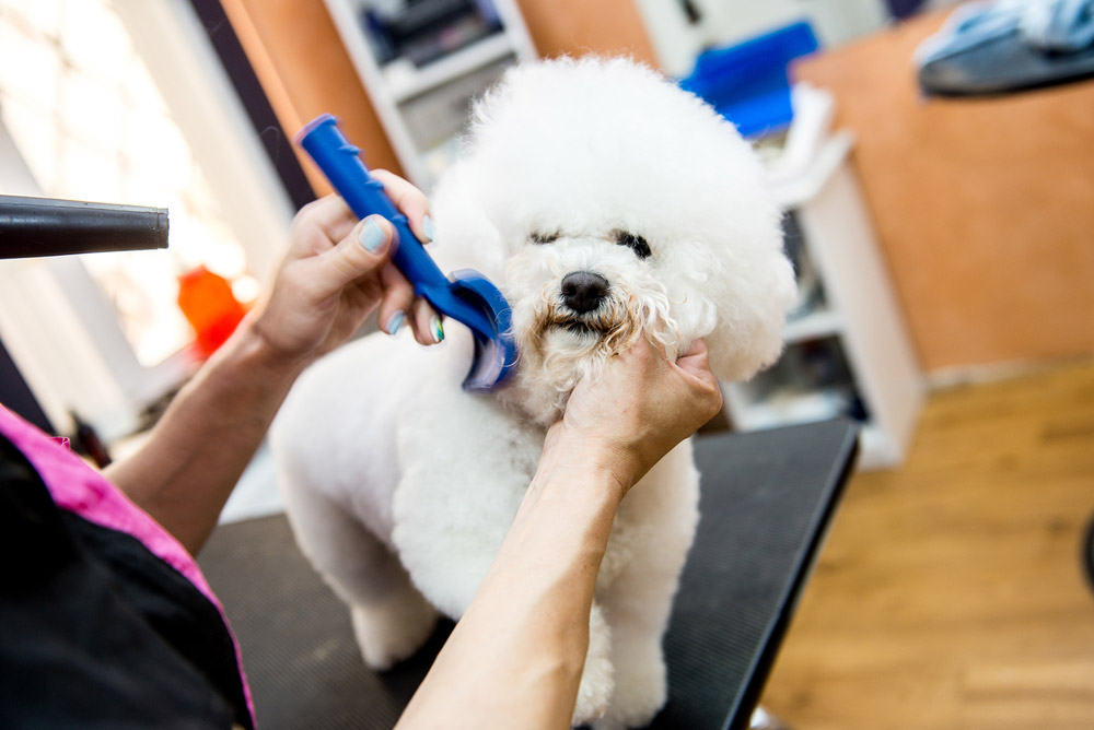 groomer brushing bichon frise dog with slicker brush