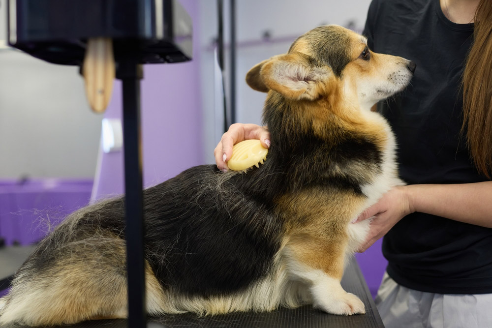 groomer brushing dog with rubber brush