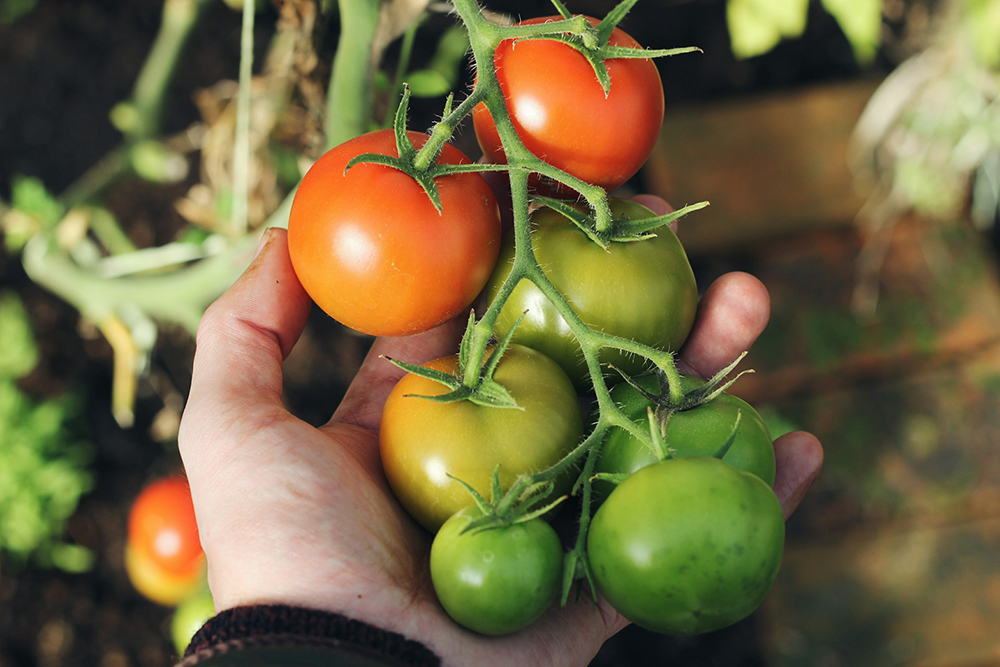 hand holding fresh tomato crops