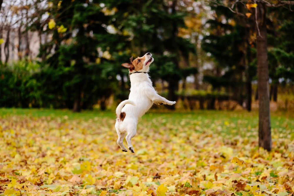 happy active dog jumps