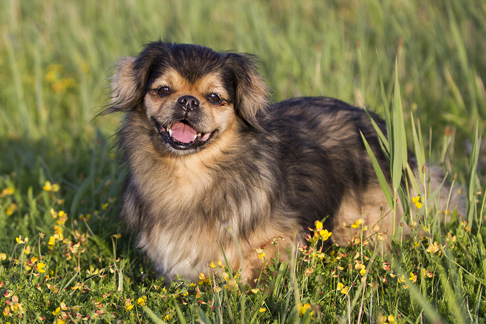 happy Tibetan Spaniel dog on the grass