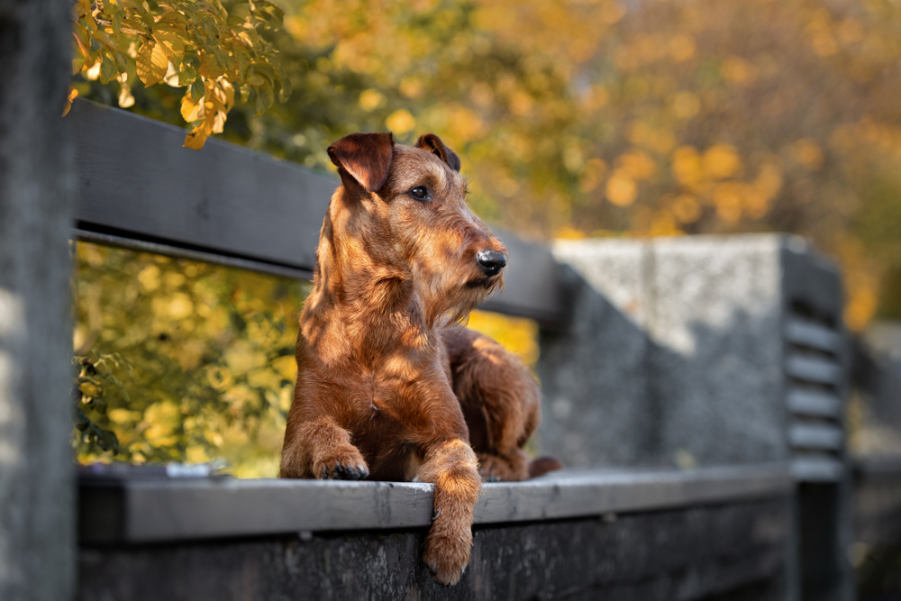 irish terrier dog posing on a bench