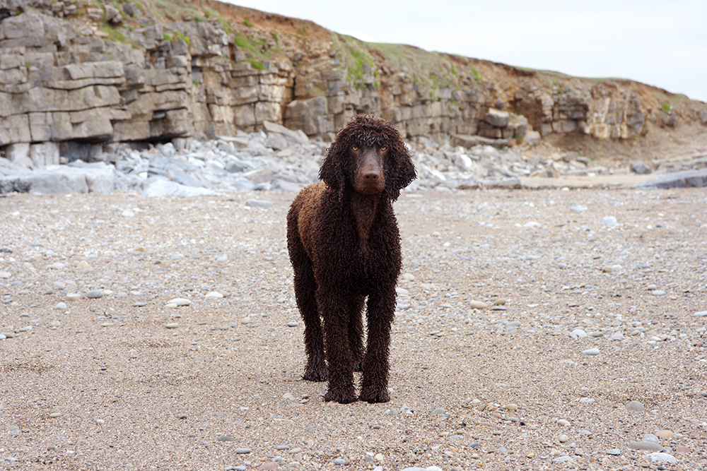 Irish Water Spaniel at the beach