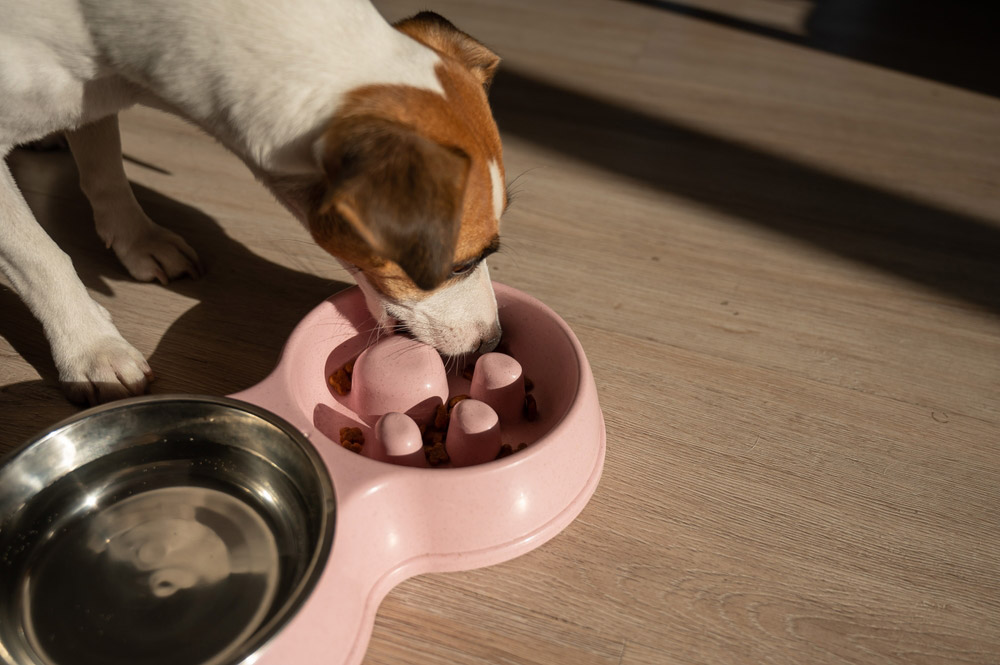 jack rusell terrier dog eating kibble from a slow feeding bowl