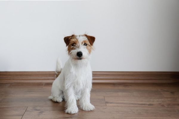 jack russell puppy sitting on the floor