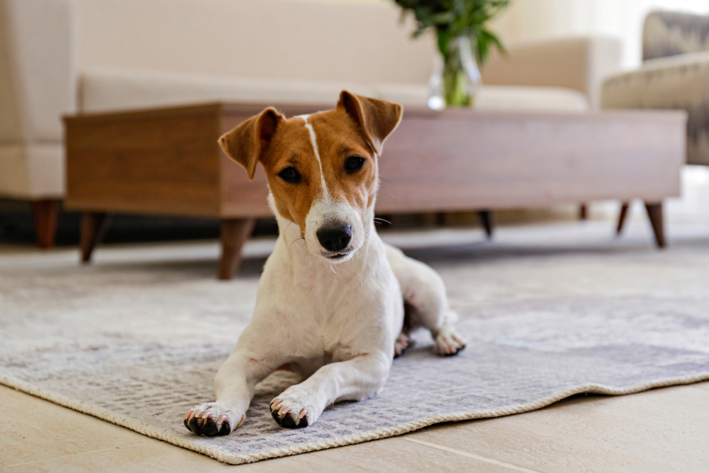 jack russell terrier dog lying on carpet