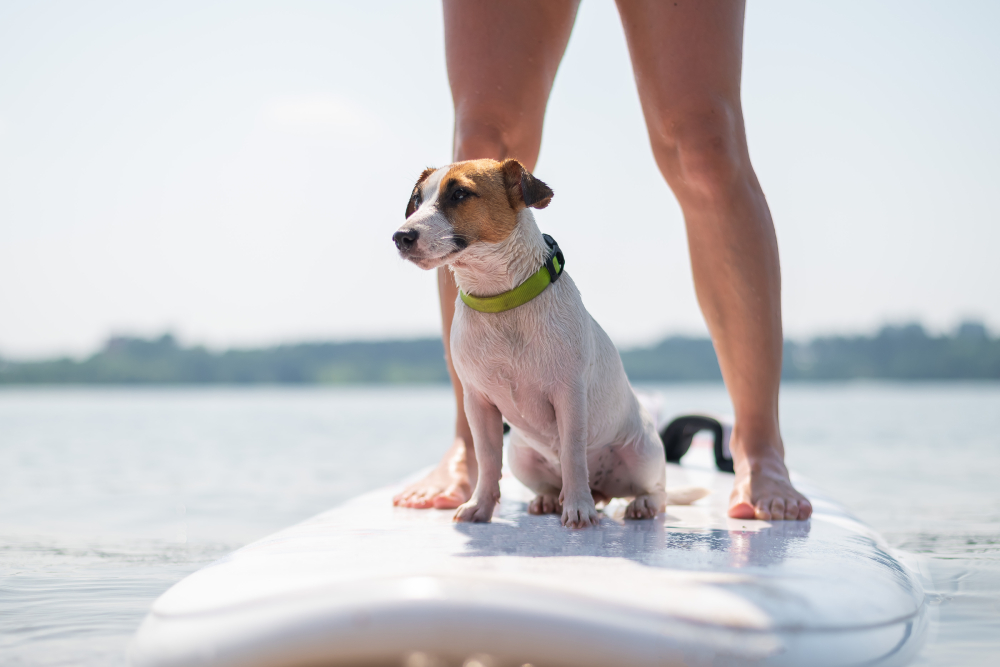jack russell terrier dog sitting on a surfboard next to female leg owner on the lake