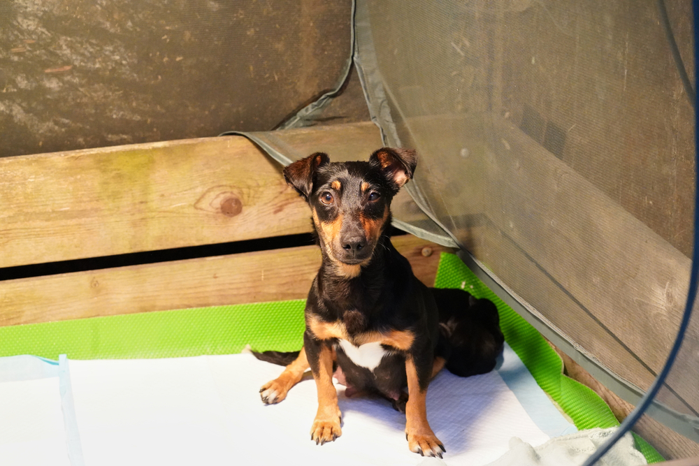 jack russell terrier puppies in a whelping box