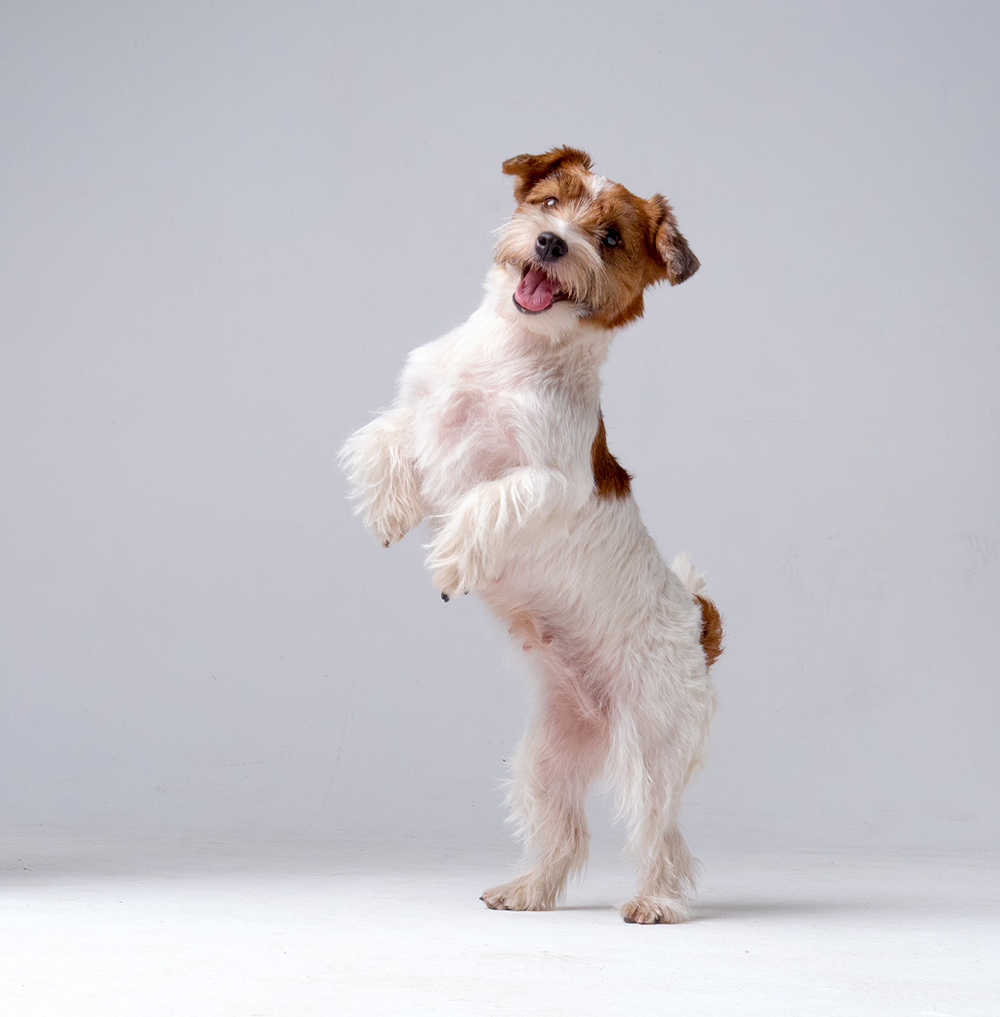 Jack Russell Terrier standing on its hind legs