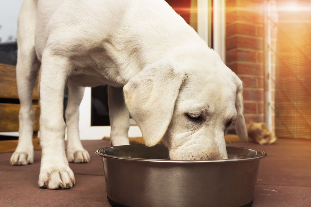 labrador puppy eating from metal bowl