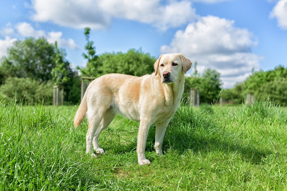 labrador retriever dog standing in the grass