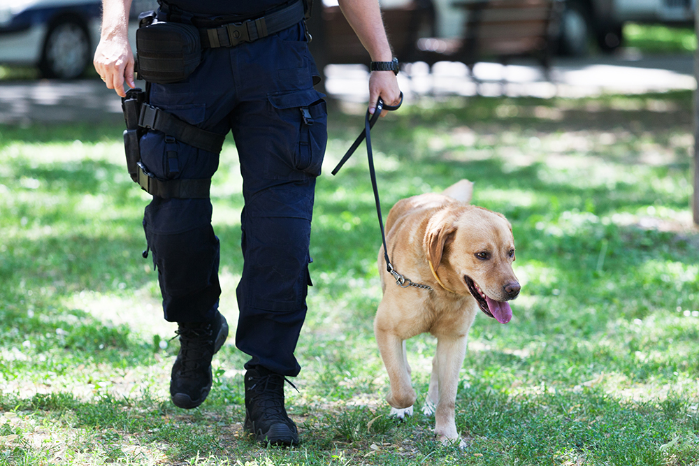 labrador retriever dog with Policeman on duty
