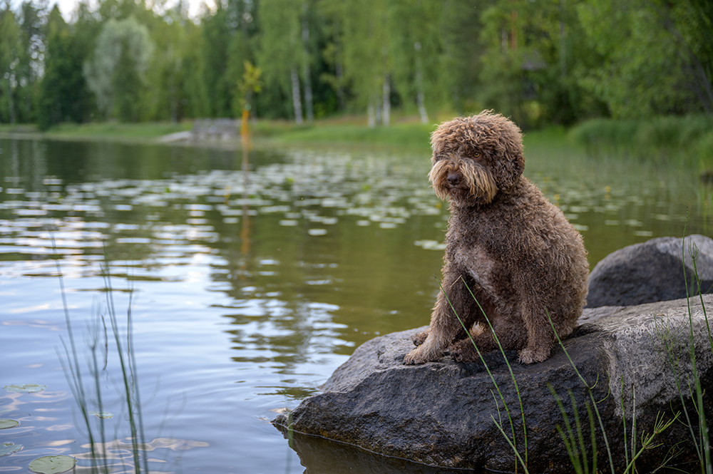 Lagotto Romagnolo dog sitting on a rock in the lake