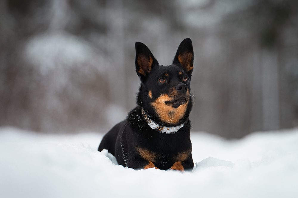 Lancashire Heeler dog in the snow