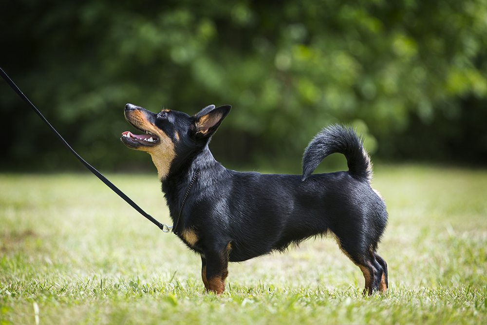 Lancashire Heeler dog with leash at the park