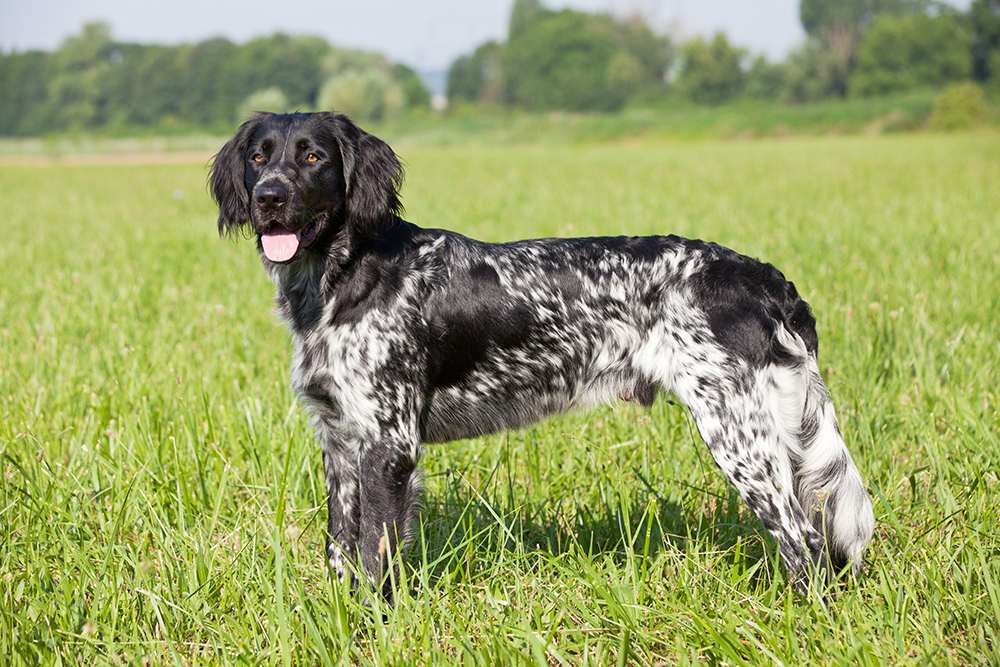 large munsterlander dog in the field