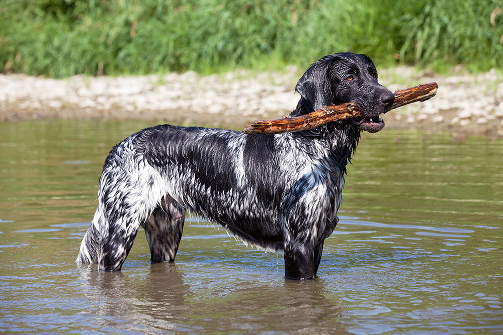 large munsterlander dog in the water
