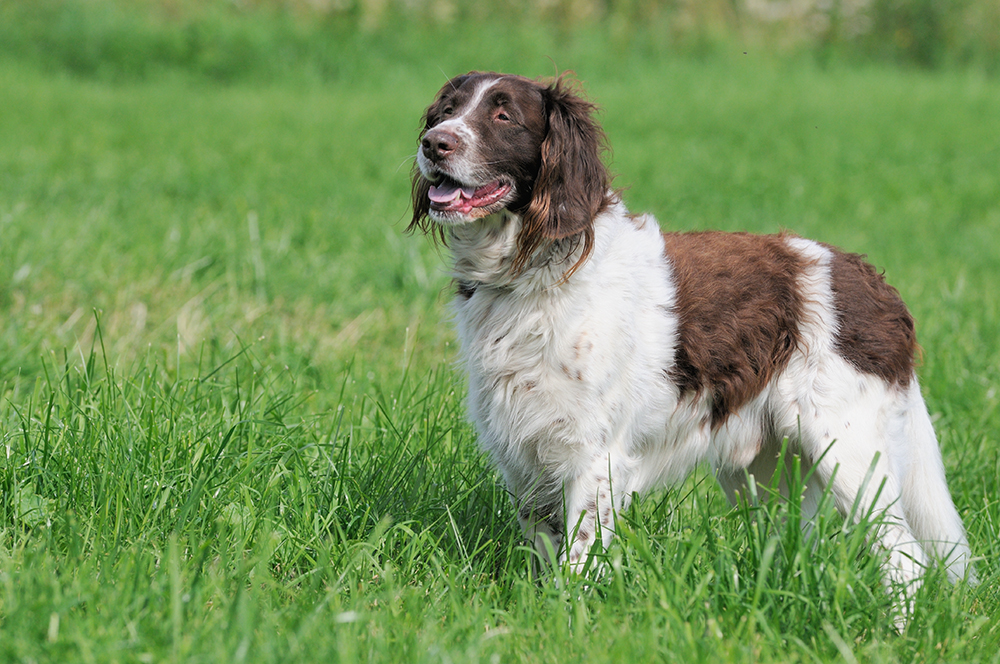 large munsterlander dog on the field